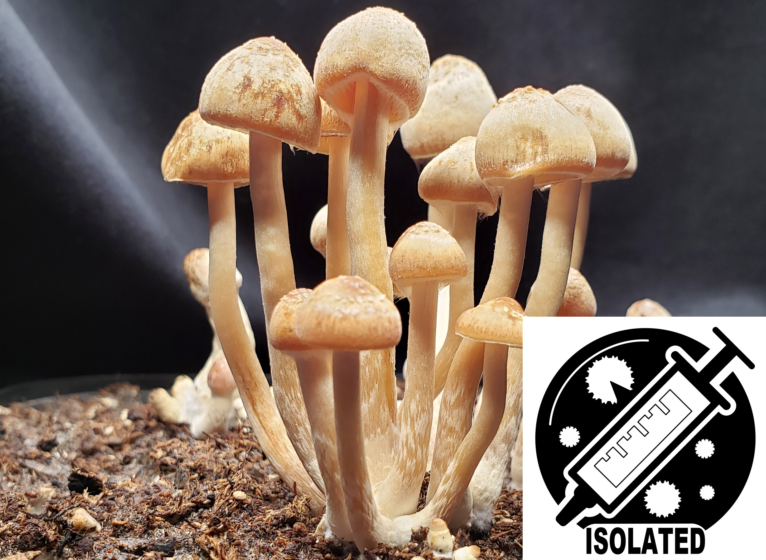 Psilocybe caerulescens : Georgia, USA Spore Isolate Syringe